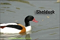 shelduck, shelducks-2